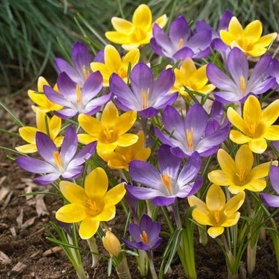 'William' - Krokusblandning